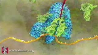 mRNA Translation Advanced [upl. by Saretta446]