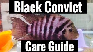 Black Convict Cichlid Care Guide [upl. by Aliehc145]