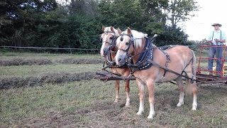 Haflinger team of geldings [upl. by Etnaihc95]