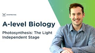 Photosynthesis The Light Independent Stage  Alevel Biology  OCR AQA Edexcel [upl. by Posner]