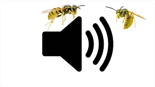 ANGRY WASP SOUND EFFECT 1 Hour Version [upl. by Kcirdled]