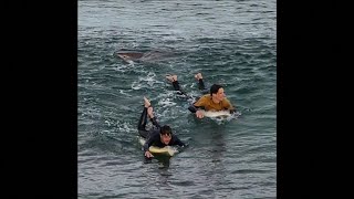 Caught on Camera Shark bites surfers leg in Australia [upl. by Acimak]