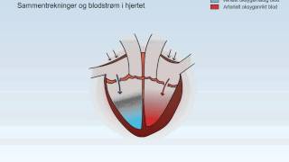 Sirkulasjonssystemet [upl. by Leuname]