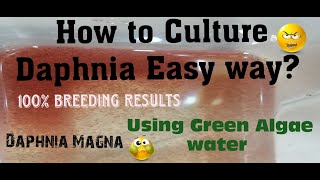 Daphnia MagnaHow to Culture Daphnia Easy wayCulturing Daphnia using Green water Daphnia [upl. by Randal500]