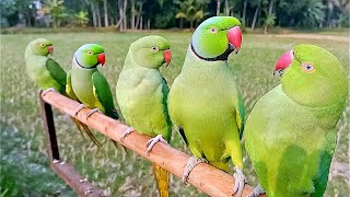 Parrot Sounds  Parrot Talking  Parrot Voice [upl. by Oemac]