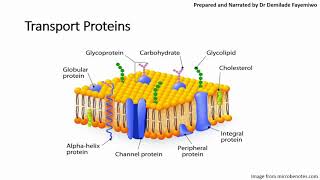 Chapter 41 Cell Membranes and Transport Phospholipids and Cell Signaling [upl. by Ivana]