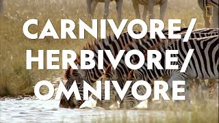 Definitions in the Field CarnivoreHerbivoreOmnivore [upl. by Tennaj]