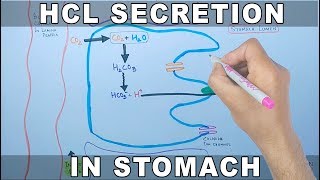 Mechanism of HCL Secretion [upl. by Zere563]