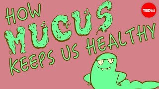 How mucus keeps us healthy  Katharina Ribbeck [upl. by Nelaf]