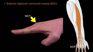 Forearm extensor muscles [upl. by Inanuah]