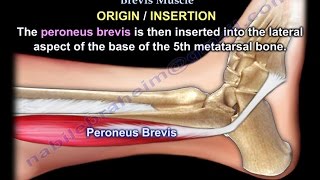 Anatomy Of The Peroneus Brevis Muscle  Everything You Need To Know  Dr Nabil Ebraheim [upl. by Susanne]