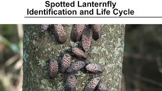 Spotted Lanternfly  Identification and Life Cycle [upl. by Godfrey]