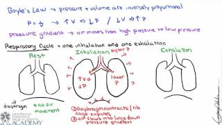 Pulmonary and Alveolar Ventilation [upl. by Kalindi]