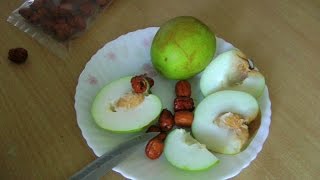 The Jujube Fruit  Ziziphus mauritiana  Ber  HD Video [upl. by Retsbew790]