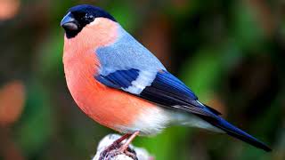 Bird Bullfinch SongPurrhula [upl. by Stannfield]