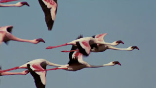 Flamingosis  Flight of the Flamingo Official Video [upl. by Alegre]