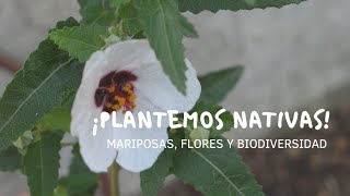 ¡PLANTEMOS NATIVAS  Mariposas flores y biodiversidad en casa 🦋🌿 [upl. by Atsocal]