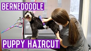 Mini Bernedoodle Grooming  Puppy Gets A Haircut I Dog Grooming [upl. by Adierf]