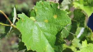 Downy Mildew of Grape [upl. by Bartolome]