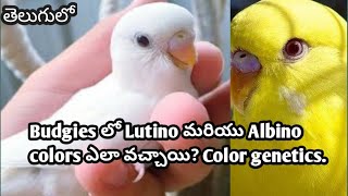 What is Lutino and Albino budgie color genetics budgies in Telugupart2 [upl. by Brandise]