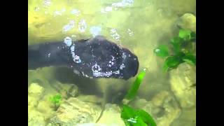 Electric Eels Zap Their Prey  Video [upl. by Slaby607]