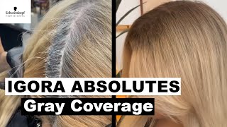 Gray Coverage Hair Dye Tutorial Using IGORA ABSOLUTES  Schwarzkopf Professional USA [upl. by Wynny71]