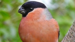 Bullfinch  Bullfinches Male Female and Juvenile [upl. by Ecinreb950]