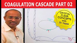 Coagulation Cascade  Part 212 [upl. by Xenophon]