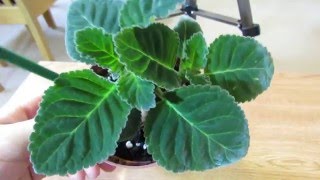 Gloxinia Growing Lots Of Healthy Leaves [upl. by Eerehc]