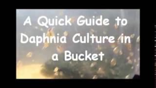 How to culture daphnia outside [upl. by Walliw]