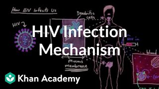 How HIV infects us Mucous membranes dendritic cells and lymph nodes  Khan Academy [upl. by Omsoc]