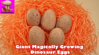 GIANT Magically Growing Dinosaur Eggs  Toy Opening Video [upl. by Mab33]