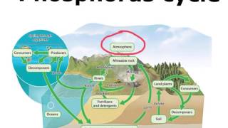 Phosphorus Cycle [upl. by Trebo543]