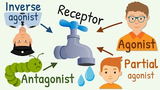 Agonist Partial Agonist Antagonist and Inverse Agonist for Receptors [upl. by Eedyak610]