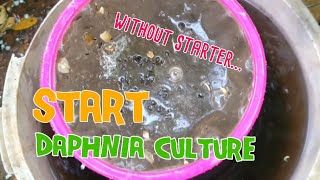 How to culture daphnia moina the easy way 1  Starting the Daphnia culture [upl. by Engelhart]