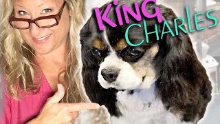 Perfectly GROOM your KING CHARLES CAVALIER SPANIEL at HOME Step By Step LESSON [upl. by Zingale]