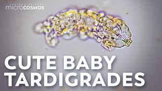 The Highs and Lows of Tardigrade Pregnancy [upl. by Adelind]