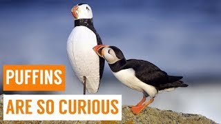 Cute Baby Puffins Compilation [upl. by Gaulin]