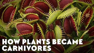 How Plants Became Carnivores [upl. by Novyert]