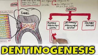 Dentinogenesis  Dentin Composition Structure Types and Formation [upl. by Oelgnaed]