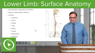 Lower Limb Surface Anatomy amp Osteology – Anatomy  Lecturio [upl. by Neyuh]