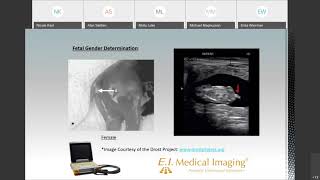 Introduction to Bovine Fetal Gender Determination [upl. by Misha215]