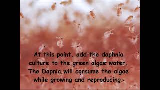 Daphnia  How to grow daphnia in your home [upl. by Nomelc603]