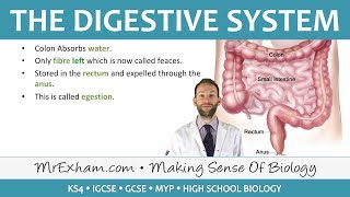 The Digestive System  GCSE Biology 91 [upl. by Lekcar]