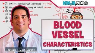 Cardiovascular  Blood Vessel Characteristics [upl. by Yeslrahc868]