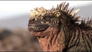 Saltsneezing Marine Iguanas in the Galapagos [upl. by Lenroc]