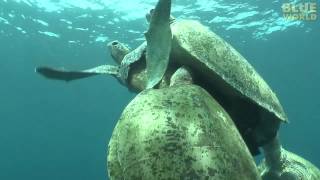 Amazing Sea Turtle Mating Footage [upl. by Earesed]