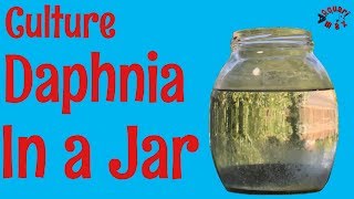 How to Culture Daphnia in a Jar [upl. by Ahsilyt]