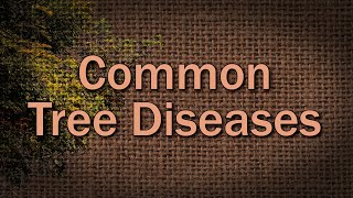 Common Tree Diseases – Family Plot [upl. by Llertnahs]