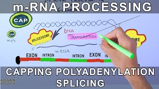 Overview of mRNA Processing in Eukaryotes [upl. by Enihpled]